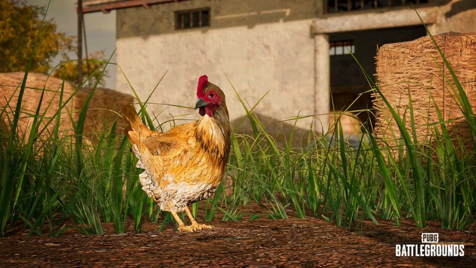 В PUBG: Battlegrounds появятся настоящие курицы